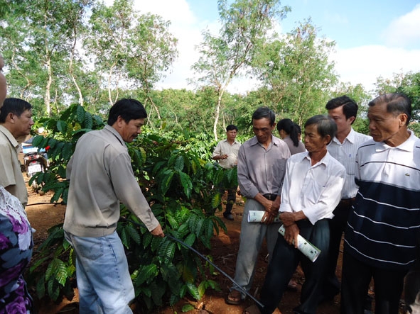 Giới thiệu công nghệ tưới nhỏ giọt kết hợp bón phân qua nước cho cây cà phê là một trong những giải pháp tăng năng suất, chất lượng sản phẩm cà phê (tại cánh đồng mẫu cà phê Hòa THu