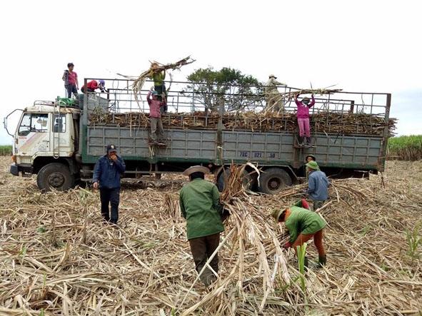 Nông dân Ea Pil (M'Đrắk) thu hoạch  mía.