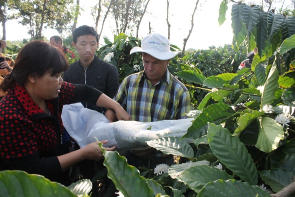Cán bộ Viện Khoa học Kỹ thuật Nông lâm nghiệp Tây Nguyên hướng dẫn Đoàn chuyên gia Cuba kỹ thuật lai sản xuất hạt cà phê giống tại vườn thực nghiệm.