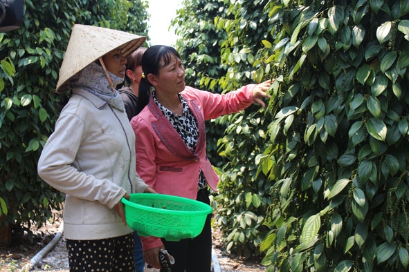 Mô hình sản xuất giỏi của hội viên phụ nữ huyện M'Đrắk. 