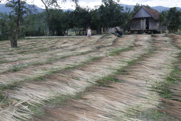 Mẹ con chị H'Yăm Mlô đang phơi đót.