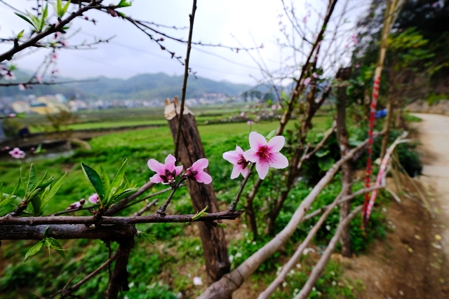 Hoa hồng đào nở muộn bên đường.