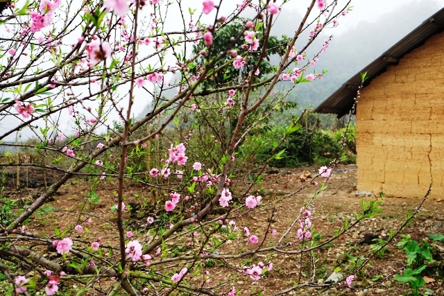 Hoa đào nở rực rỡ sau chái nhà dân.