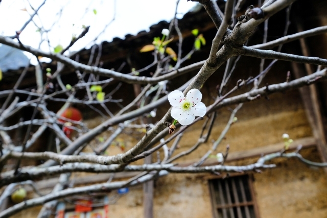 Hoa mận cuối mùa
