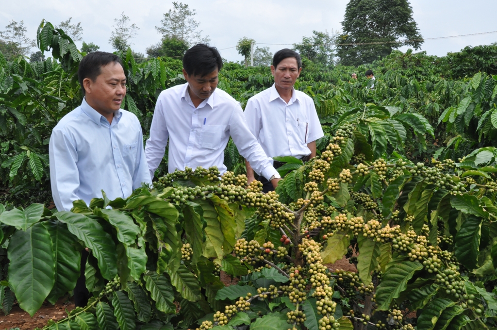 Một số hợp đồng tín dụng được ký kết phục vụ tái canh cà phê