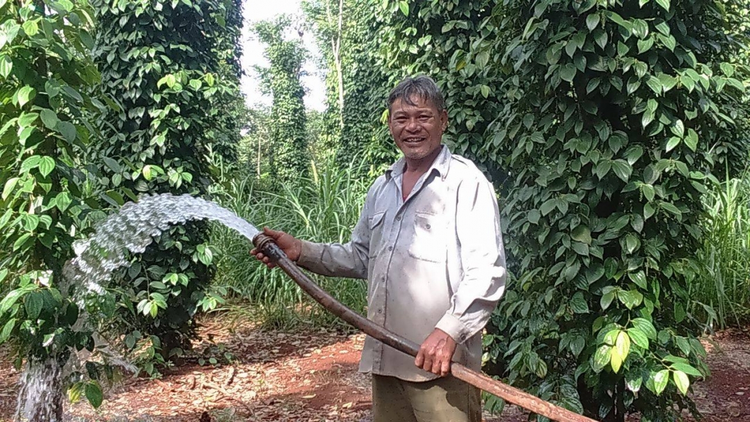 Nông dân Lê Văn Ngọc (thôn 24, xã Ea Ning, huyện Cư Kuin) đang chăm sóc vườn tiêu. 