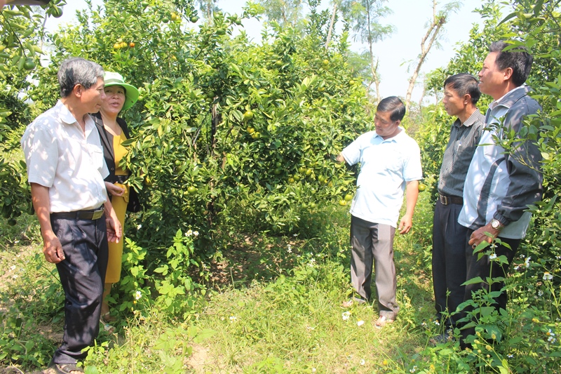 Cán bộ Hội Nông dân tham quan mô hình trồng quýt đường của gia đình anh Trương Quốc Đại (thôn 3, xã Cư Elang, huyện Ea Kar)