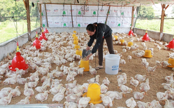 Nuôi gà  công nghiệp  ở thị xã Buôn Hồ 