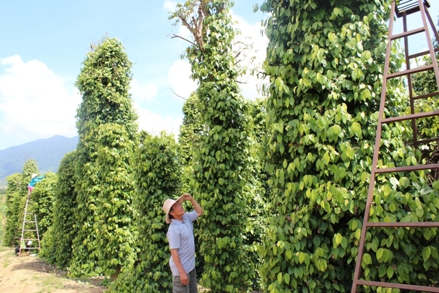 Ông Nguyễn Văn Yên đang lo lắng các trụ tiêu cao trên 8 m đang trĩu quả bị nhiễm bệnh thán thư. (Ảnh: Tiến Ninh).