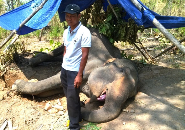 Voi Nam Liêng (43 tuổi) thuộc sở hữu của anh Y Tim R'jă (xã Krông Na, huyện Buôn Đôn) bị chết vào tháng 5-2015 sau nhiều năm chở khách du lịch.