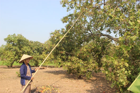 Vườn điều nhà bà Huỳnh Thị Xoan.   