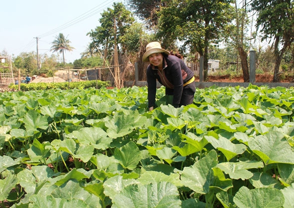 Chị H’Dzoang Êban  tận dụng những khoảnh đất trống quanh nhà trồng rau xanh tăng thêm thu nhập cho gia đình.