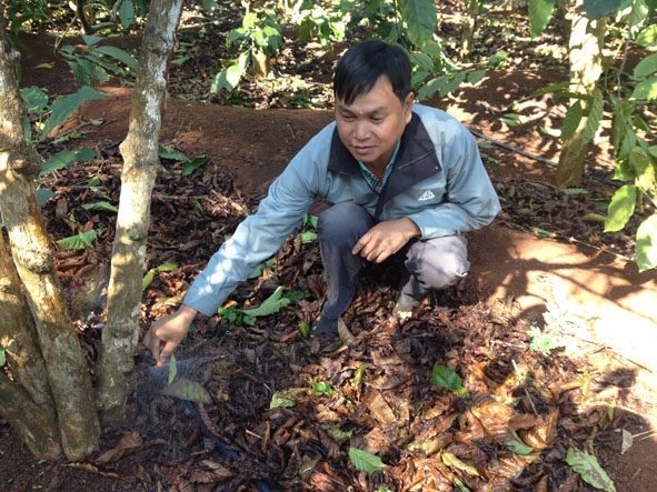 Mô hình tưới  tiết kiệm nước đầu phun mưa tại gốc cà phê  ở huyện Cư Kuin. 