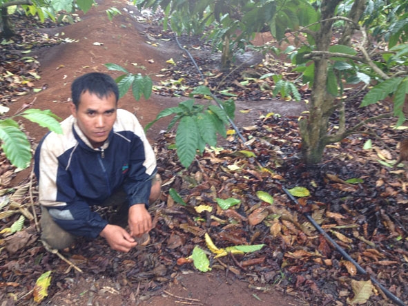 Kiểm tra van ống dẫn nước vườn cà phê tưới tiết kiệm nước tại huyện Cư Kuin.