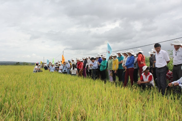 Nông dân thị trấn Buôn Trấp (huyện Krông Ana) tham gia hội thảo đầu bờ giống lúa Đài Thơm 8 của Công ty Cổ phần Giống cây trồng  miền Nam. 