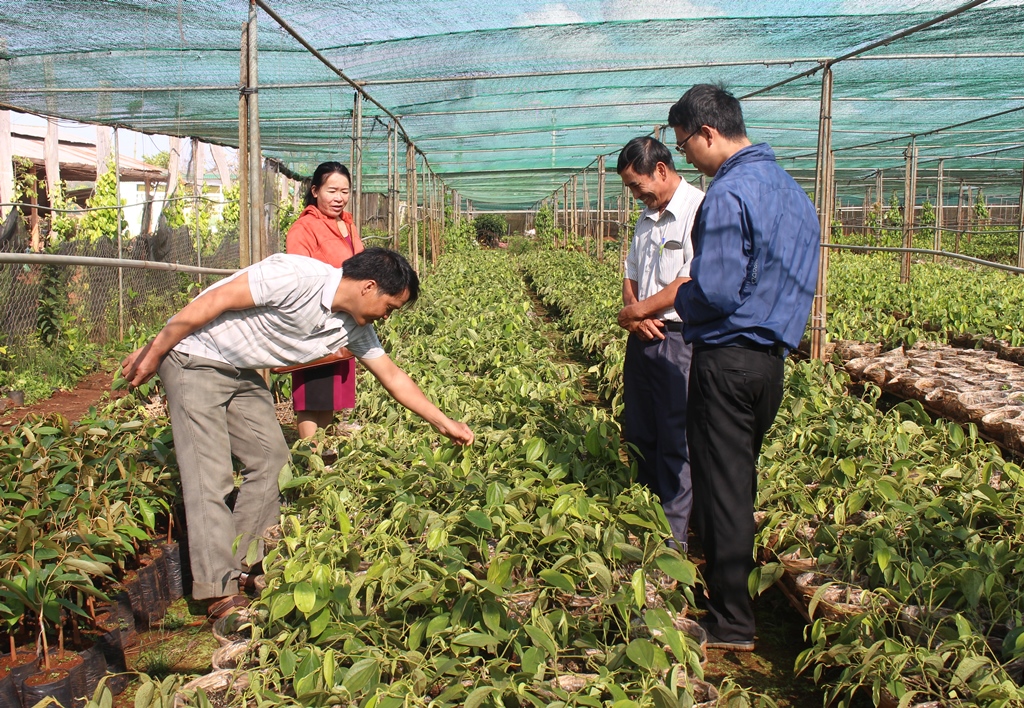 Cán bộ Hội Nông dân huyện Ea H'leo tham quan mô hình sản xuất giỏi của hội viên nông dân xã Ea Ral