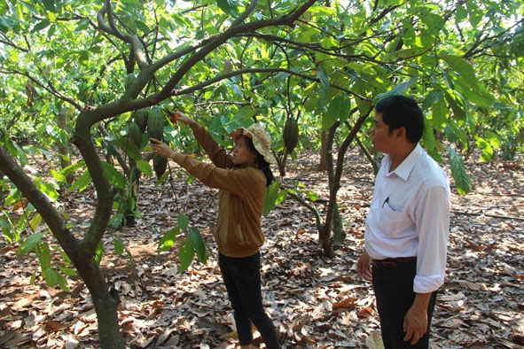 Vườn ca cao của bà Trần Thị Mỹ Duyên (thị trấn Buôn Trấp, huyện Krông Ana) năm nay khá thưa trái.   