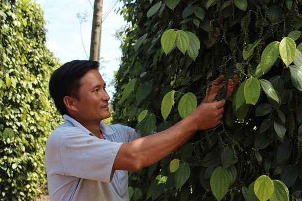 Anh Hoàng Thế Anh (thôn 11, xã Ea Dar) bên vườn tiêu trĩu quả từ nguồn vốn vay NHCSXH. 