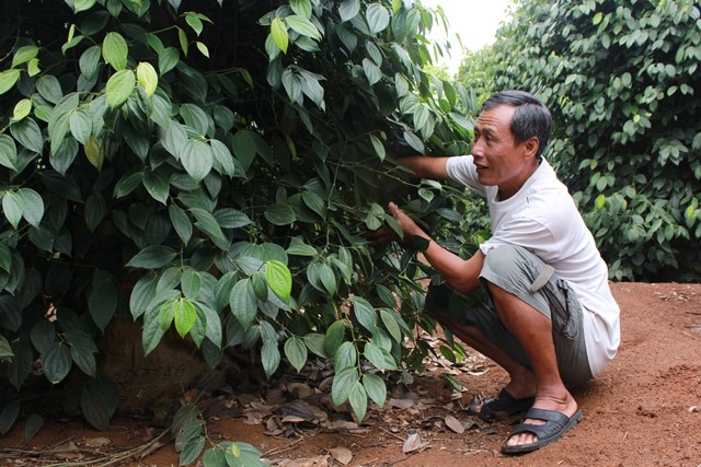 Một vườn tiêu tại xã Ea Lai, huyện M'Đrắk