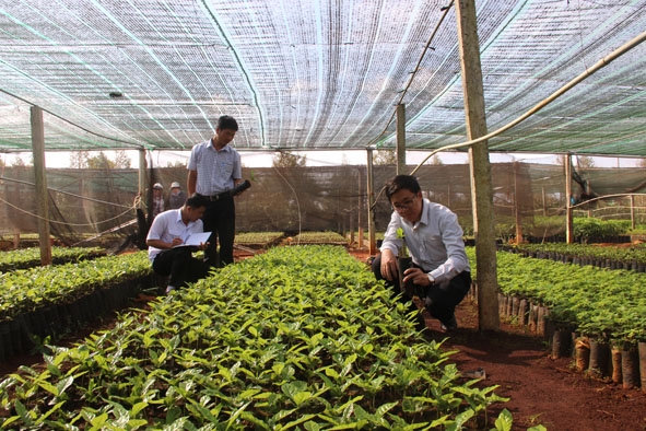 Kiểm tra bao bì, nhãn mác trên bầu cà phê giống tại một cơ sở ở xã Hòa Thắng, TP. Buôn Ma Thuột. 