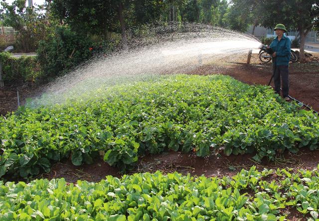 Người dân phường Khánh Xuân, TP. Buôn Ma Thuột chống hạn cho rau