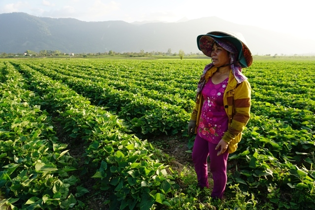 Chị Trần Thị Minh Trang ngày ngày túc trực trên ruộng khoai lang nhật.