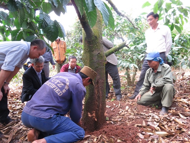 Nấm gây bệnh xì mủ thân, thối rễ trên cây sầu riêng ở Krông Pắc