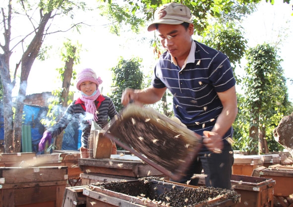 Mỗi khi quay mật, rất cần nhiều người phụ giúp để việc quay mật được thực hiện nhanh chóng.  Trong ảnh: Một buổi quay mật tại thôn 3, xã Ea Kpam, huyện Cư M'gar.  