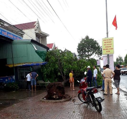 Cây đổ sụp làm hư hỏng mái nhà dân. 