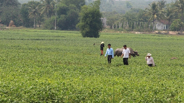 Cánh đồng đậu tại xã Cư Ni