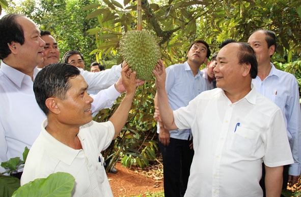 Thủ tướng Nguyễn Xuân Phúc thăm vườn cây sầu riêng tại xã Ea Tu, TP. Buôn Ma Thuột.  Ảnh: H. Gia