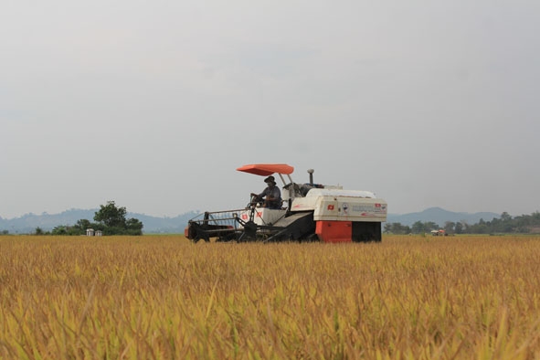 Người dân xã Buôn Triết (huyện Lắk) thu hoạch lúa bằng máy gặt đập liên hợp. 