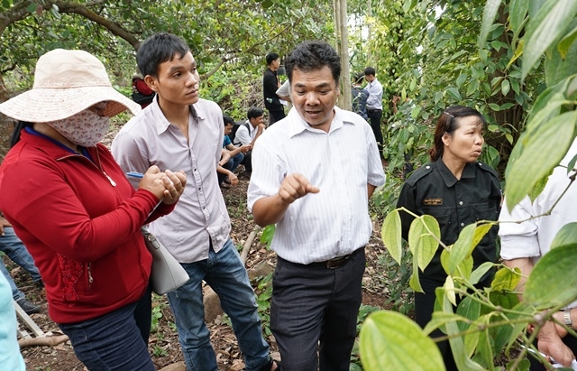 Các học viên tham quan học tập tại vườn tiêu ở huyện Buôn Đôn.