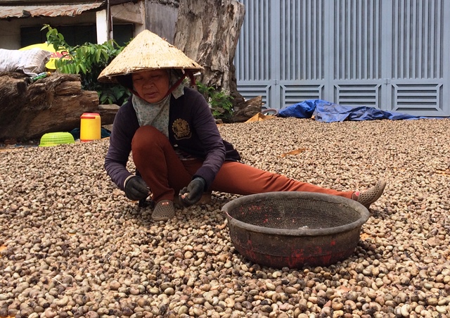 Mưa nhiều làm hạt điều bị đen vỏ, mọc mầm.