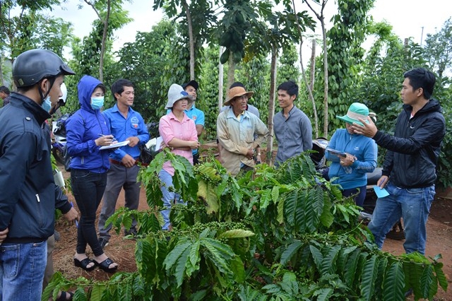 Các học viên tham quan mô hình tái canh cà phê tại xã Hòa Thuận, TP. Buôn Ma Thuột