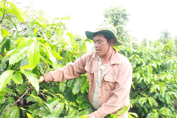 Anh Y Dhon Mlô Duôn Du, Trưởng buôn Tring 3, phường An Lạc, thị xã Buôn Hồ.   