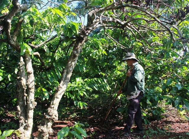 Một vườn cà phê già cỗi, có nhu cầu tái canh tại xã Cư Suê, huyện Cư M'gar
