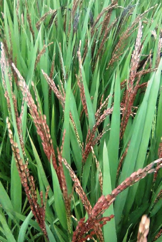 Lúa thảo dược VH1 tại xã Hòa Lễ đạt trung bình 270-300 hạt/bông.