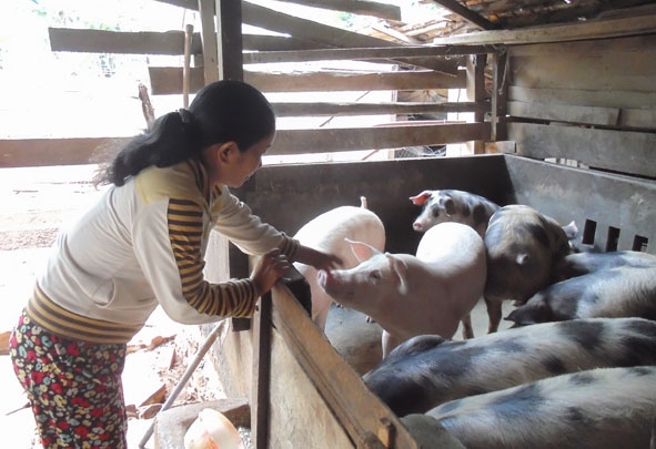 Chăn nuôi heo quy mô nông hộ ở huyện Cư M’gar.