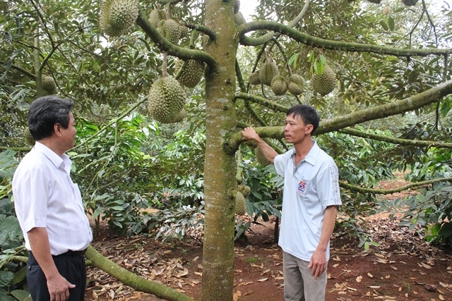 Vườn cà phê xen canh sầu riêng tại huyện Krông Pắc