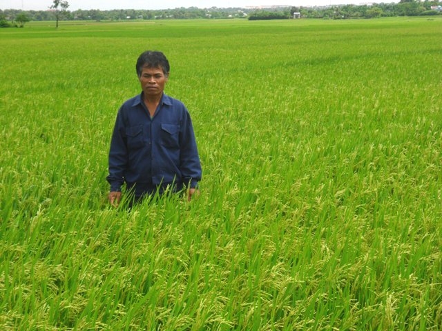 Trưởng buôn Y Sử Knul trên cánh đồng buôn Kao.