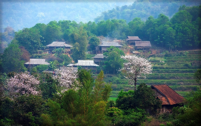 Hoa ban nở 