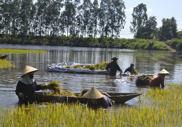 Người dân thôn 9 lội nước gặt lúa.   