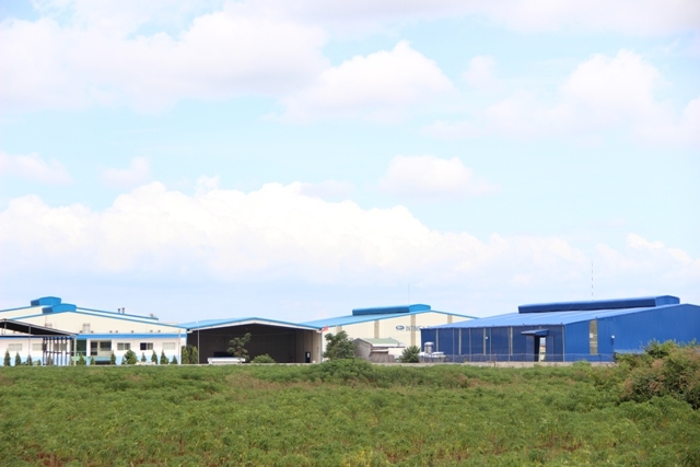 Một khu đất doanh nghiệp thuê trong Cụm công nghiệp Tân An 2 được sử dụng trồng sắn.