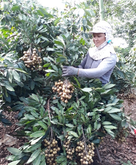 Chị Chuyên đang thu hoạch nhãn trong vườn nhà.