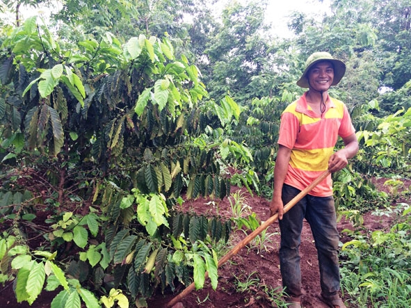  Anh  Y Nguyên Byă đang chăm sóc vườn cà phê  tái canh  năm thứ 3  của mình.  
