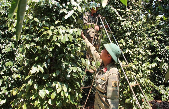 Nông dân huyện Cư M'gar thu hoạch tiêu. 