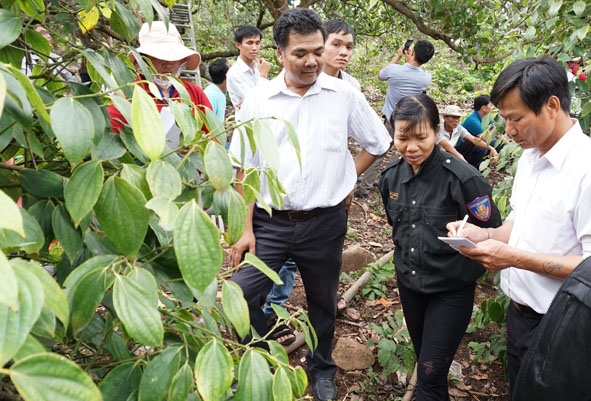  Lớp  tập huấn khuyến nông viên do  Trung tâm Khuyến nông tỉnh  tổ chức  đang  tham quan, học tập  tại một vườn tiêu  ở huyện Buôn Đôn. 