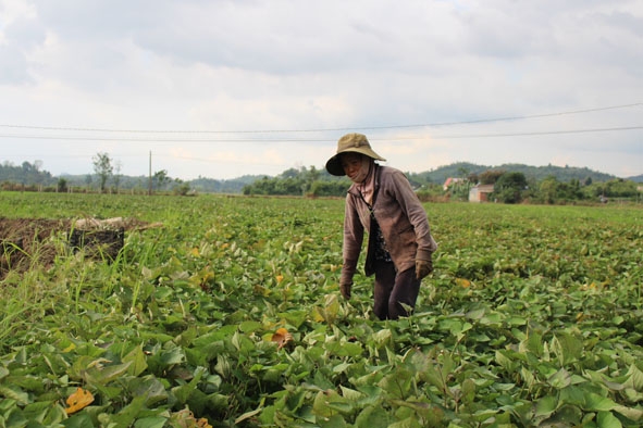 Ruộng khoai lang của gia đình chị Huỳnh Thị Xuân Nương bị thối rễ, hư hỏng  do bị ngập úng. 