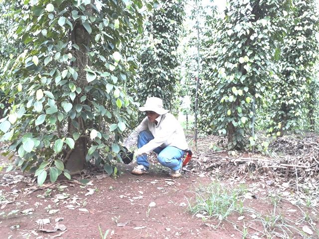 Anh Phạm Công Huyên (thôn 24, xã Ea Ning) cắt tỉa cành già, cành sát mặt đất để gốc tiêu luôn khô thoáng.